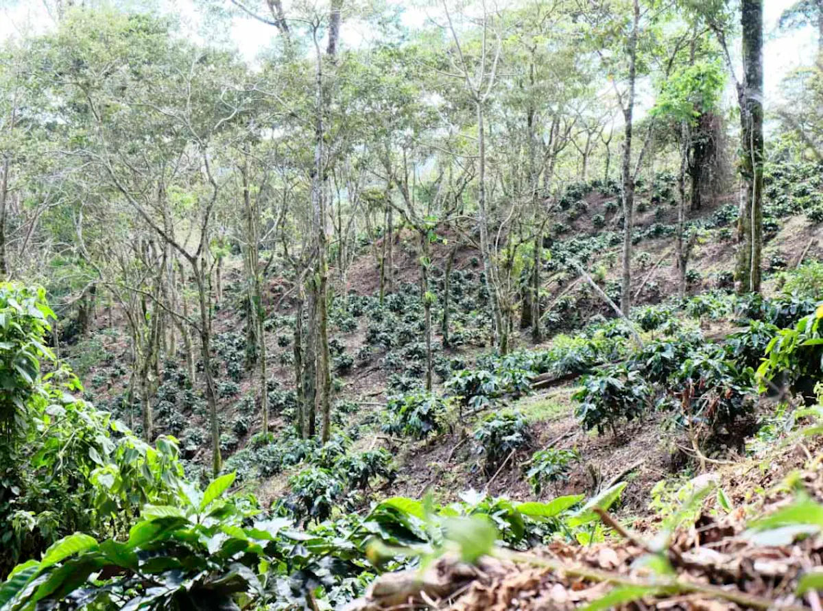 World Coffee Research - Working for Coffee's Future