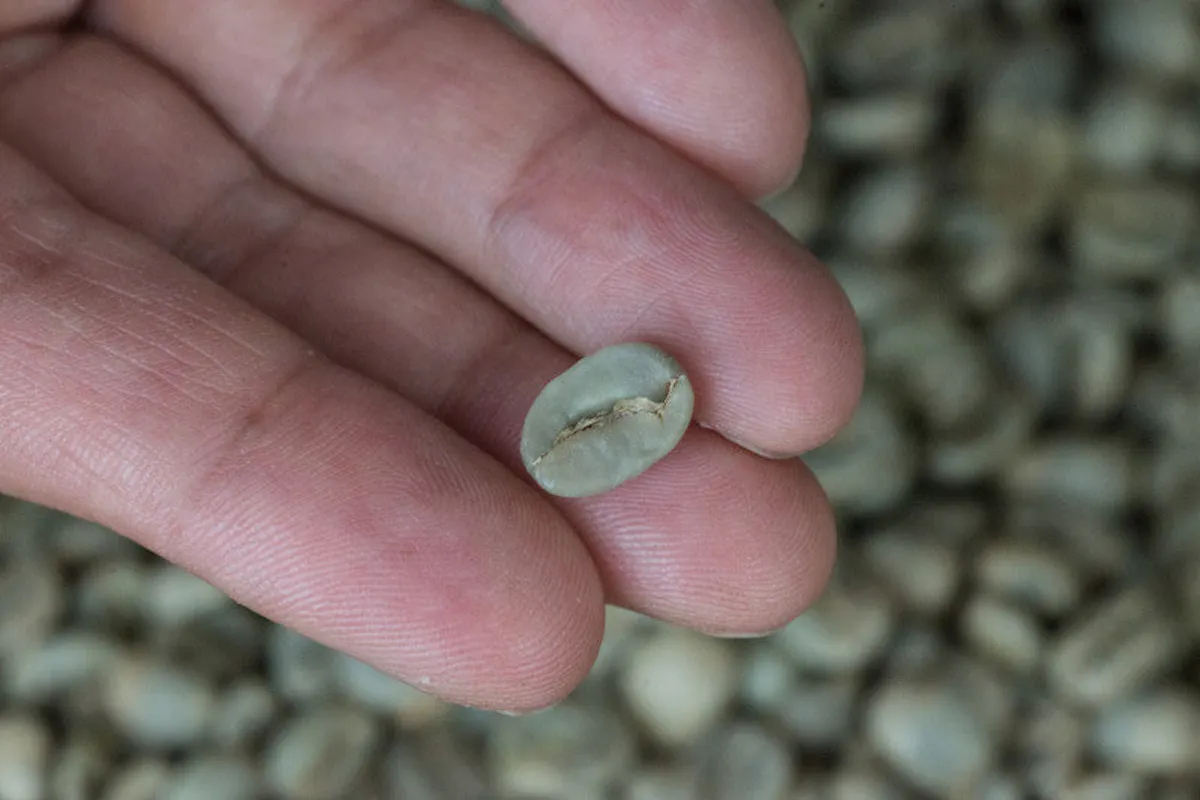 Where Did Coffee Originate?