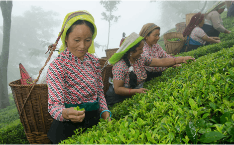 Coffee farmers